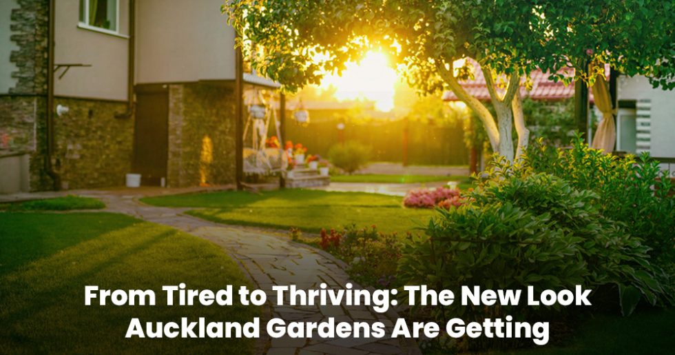 Modern Auckland garden makeover with trimmed lawn, pathway, and lush greenery at sunset.