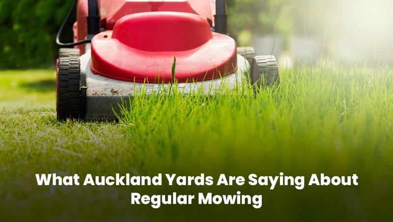 Close-up of red lawn mower cutting lush grass in an Auckland yard, promoting regular mowing benefits.