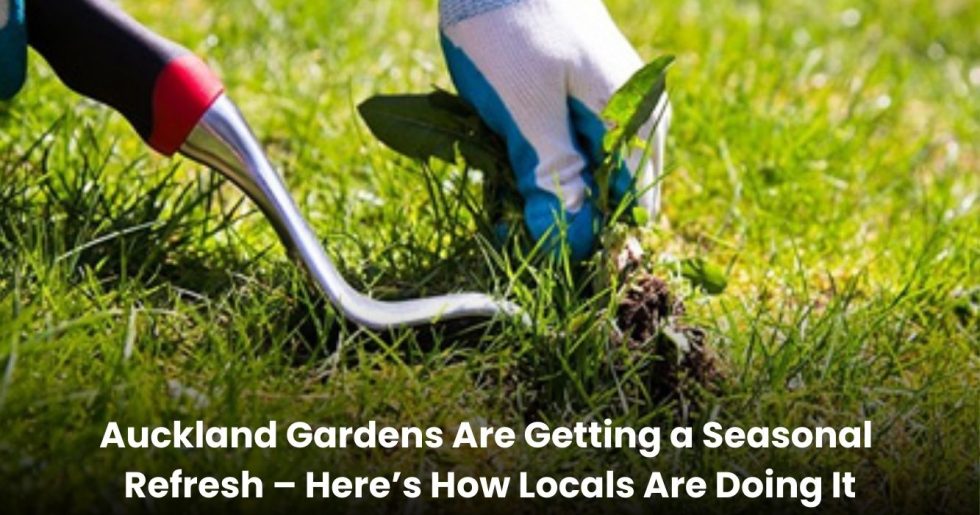 Gardener wearing gloves using a hand weeder to remove weeds from a lawn during professional landscaping services in Auckland.