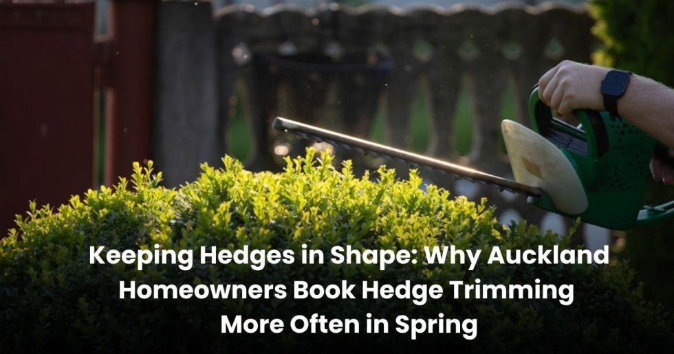 Person using an electric hedge trimmer to shape green hedges in Auckland during spring season.
