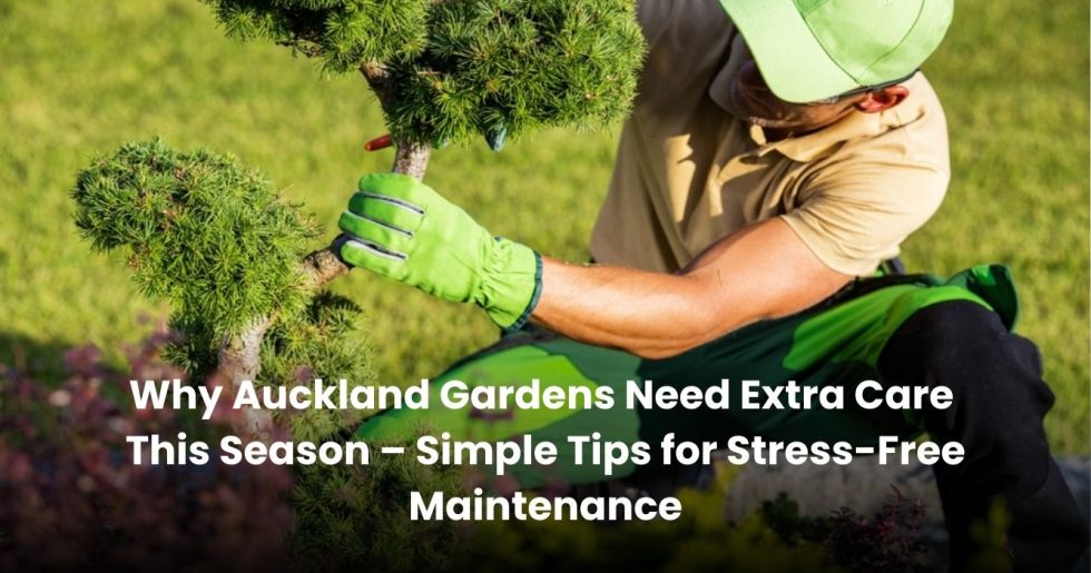 A gardener in Auckland shaping a small tree while wearing gloves and cap during seasonal garden maintenance.