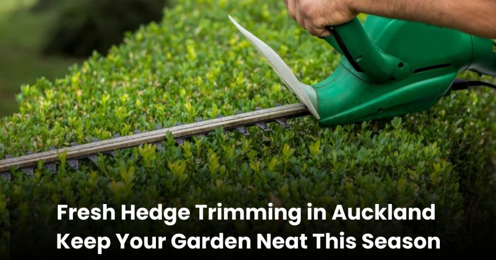 Close-up of electric hedge trimmer cutting green hedges in an Auckland garden.