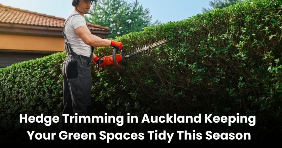 Professional gardener using a hedge trimmer to shape and maintain a lush green hedge in Auckland.