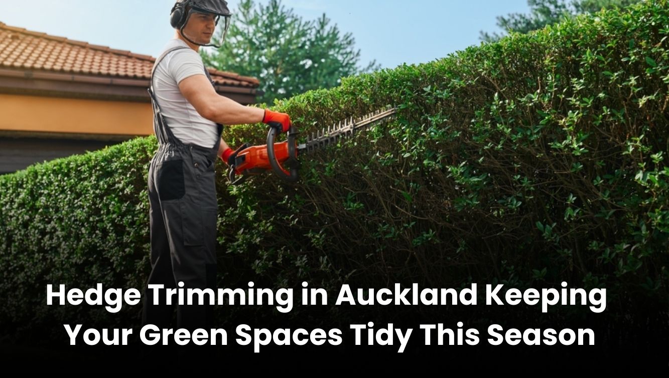 Hedge Trimming in Auckland: Keeping Your Green Spaces Tidy This Season