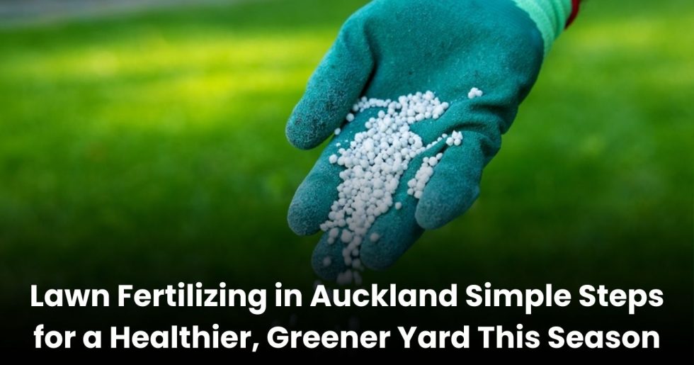 Gardener wearing gloves applying granular lawn fertilizer on a green lawn in Auckland.