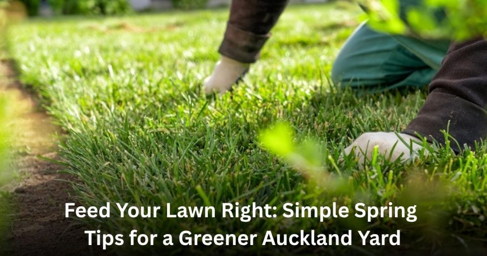 Person fertilizing and caring for lush green grass during spring lawn maintenance in Auckland backyard.