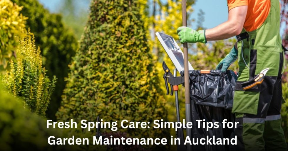 Professional gardener performing spring garden maintenance in Auckland, trimming and cleaning up greenery under bright sunlight.