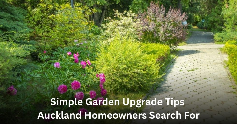 Vibrant pink flowers and well-kept shrubs beside a paved garden pathway in an Auckland backyard.