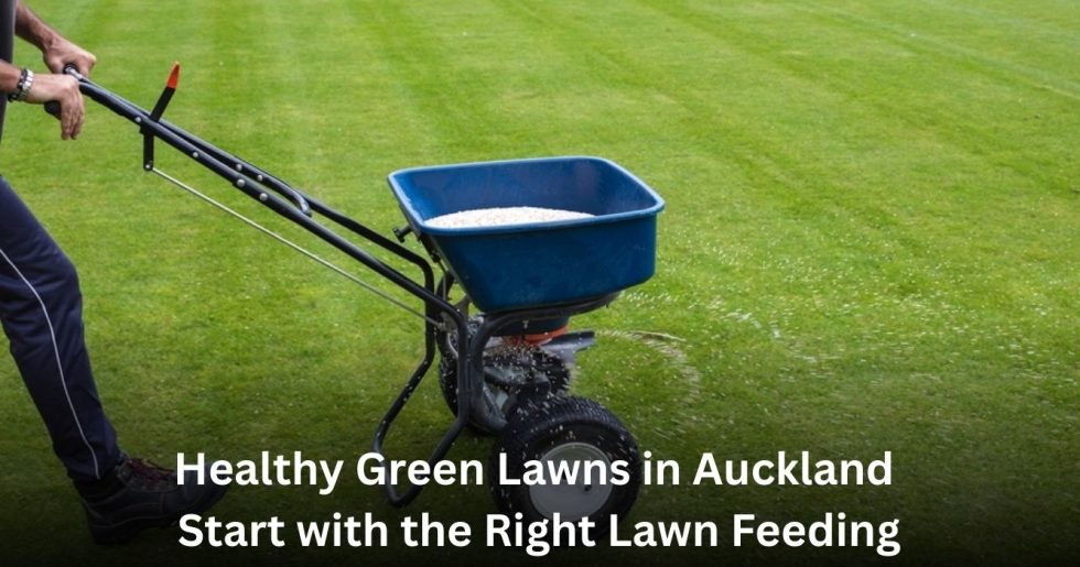 Professional lawn fertilizing service spreading lawn feed on a healthy Auckland lawn
