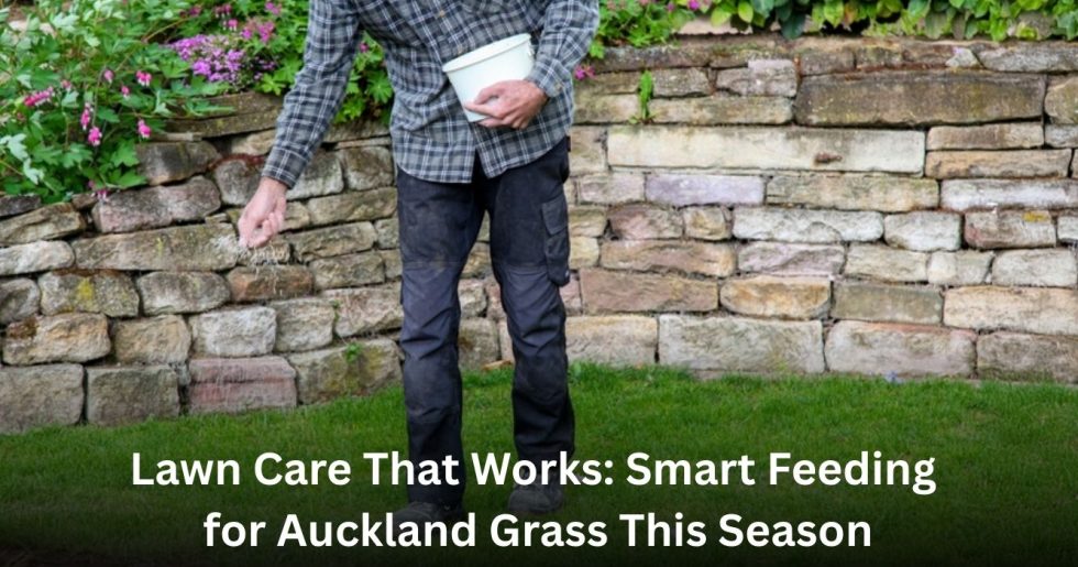 Applying lawn fertiliser to residential grass as part of seasonal lawn care in Auckland