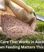 Lawn Care That Works in Auckland: Why Lawn Feeding Matters This Season