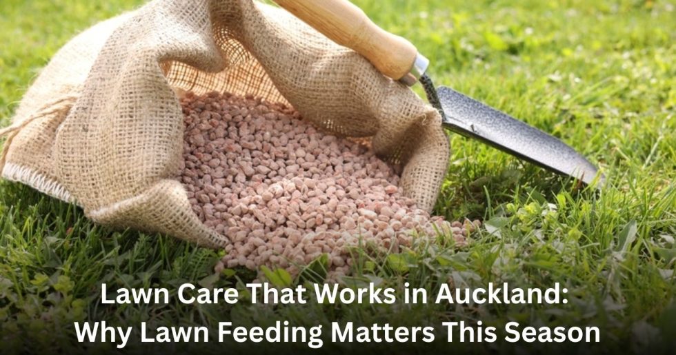 Close-up of lawn fertiliser being applied to grass as part of professional lawn care in Auckland