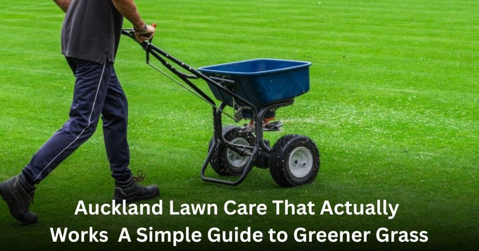 Applying lawn fertiliser with a spreader as part of professional lawn care in Auckland