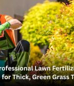 Get Professional Lawn Fertilizing in Auckland for Thick, Green Grass That Lasts