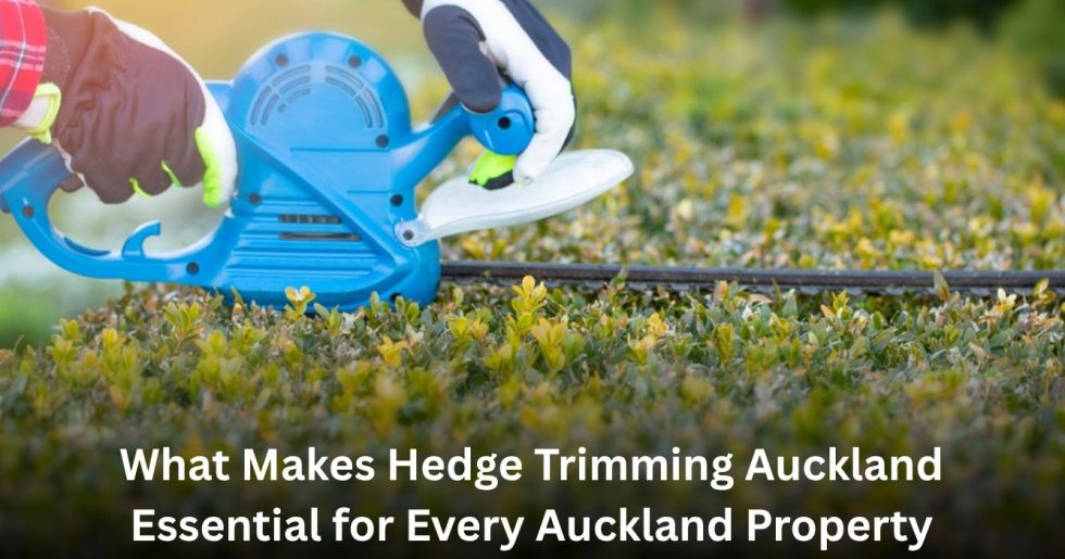 hedge trimming service cutting green shrubs with electric trimmer in Auckland.