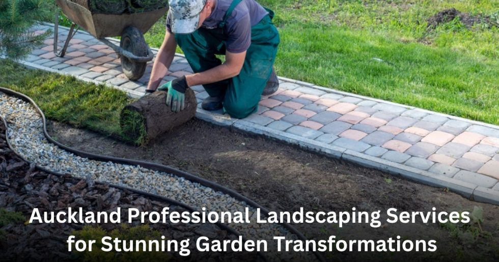 professional landscaper installing fresh lawn and garden edging in Auckland