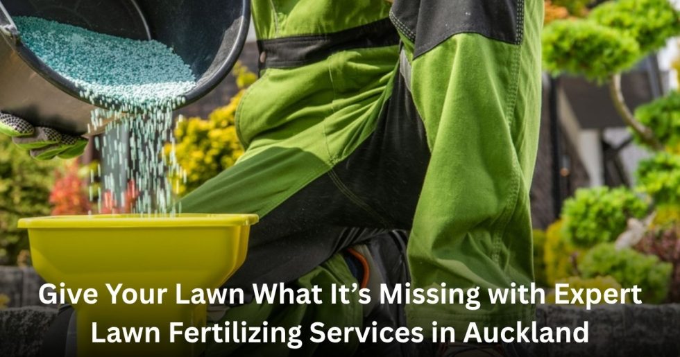 gardener applying lawn fertilizer granules for professional lawn fertilizing services in Auckland