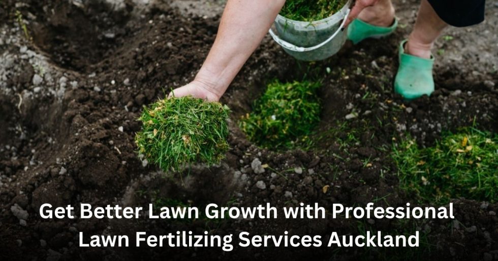 professional lawn fertilizing service improving grass growth and lawn health in Auckland