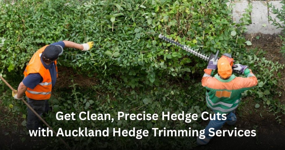 professional hedge trimming service cutting and shaping garden hedges in Auckland