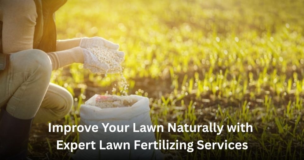 professional lawn fertilizing service applying fertilizer to improve grass growth in Auckland