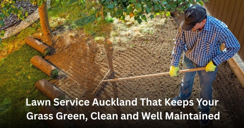 professional lawn service Auckland maintaining green and healthy grass areas