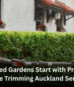 Well Shaped Gardens Start with Professional Hedge Trimming Auckland Services