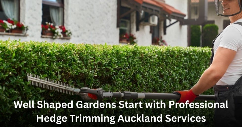 professional gardener trimming a neatly maintained hedge at an Auckland home