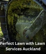 Enjoy a Perfect Lawn with Lawn Mowing Services Auckland