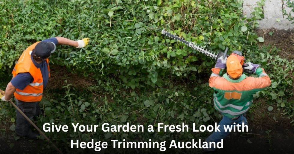 Professional Hedge Trimming Auckland experts shaping and trimming overgrown hedges for a neat garden.