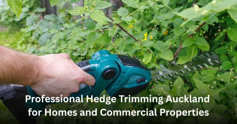 professional hedge trimming Auckland service shaping residential and commercial hedges