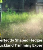Get Perfectly Shaped Hedges with Auckland Trimming Experts