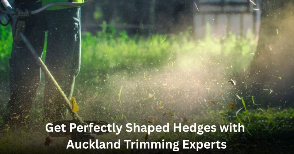 Professional Hedge Trimming Auckland service shaping and maintaining hedges for a neat garden appearance.