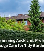 Hedge Trimming Auckland: Professional Hedge Care for Tidy Gardens